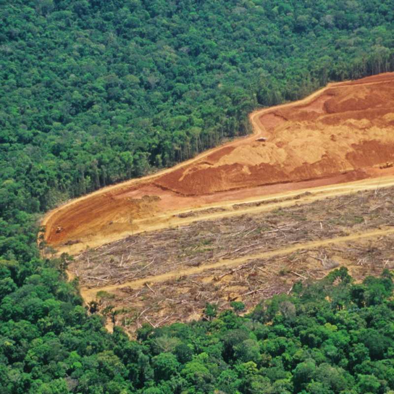 deforestación ganadería intensiva